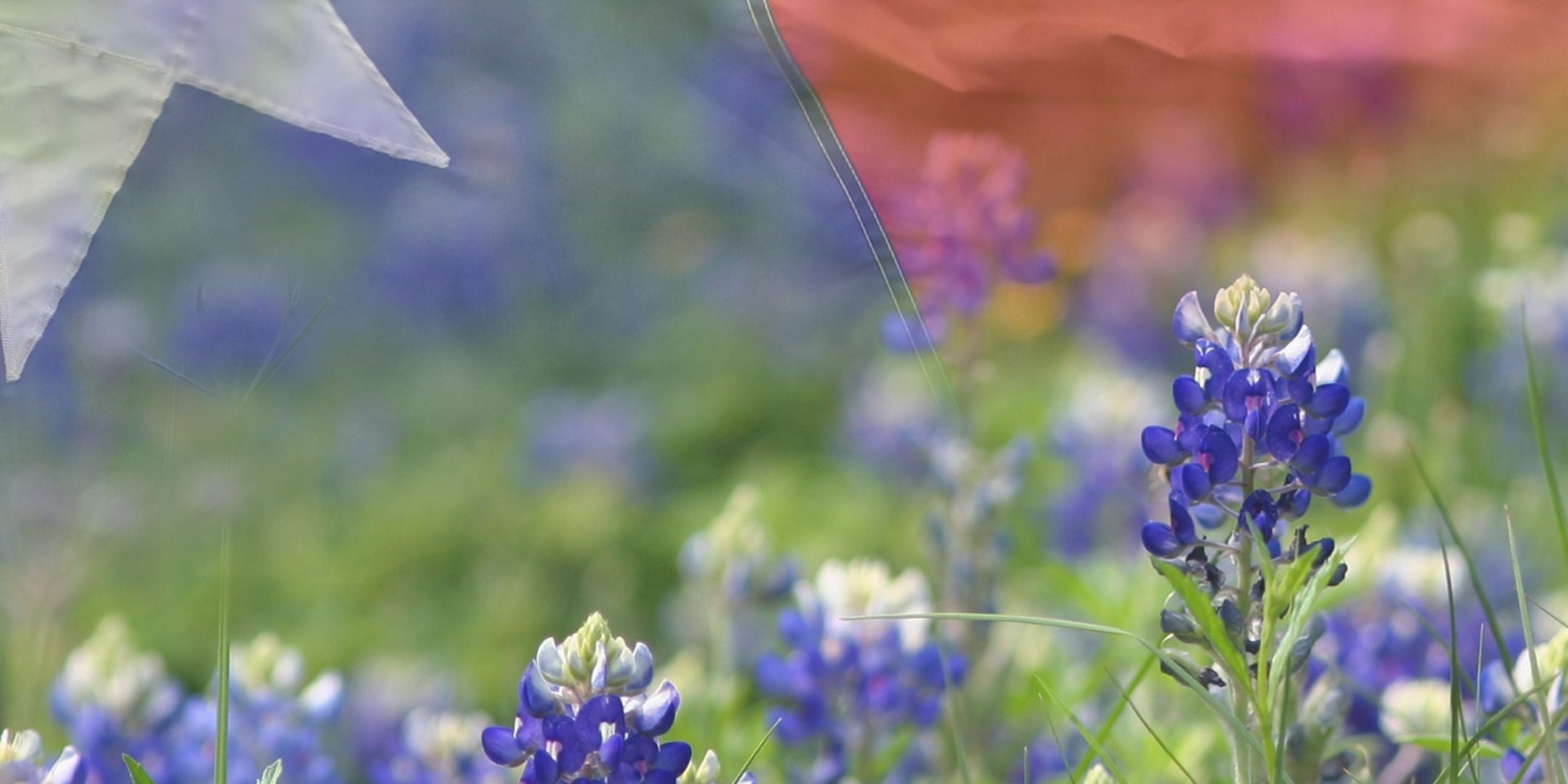 Texas - Bluebonnet