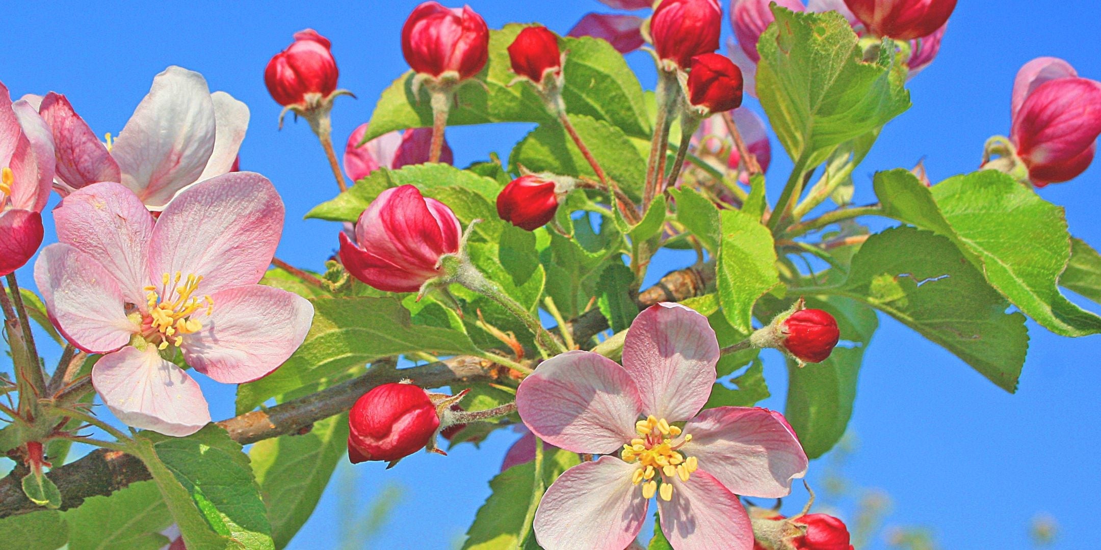 Michigan - Apple Blossom
