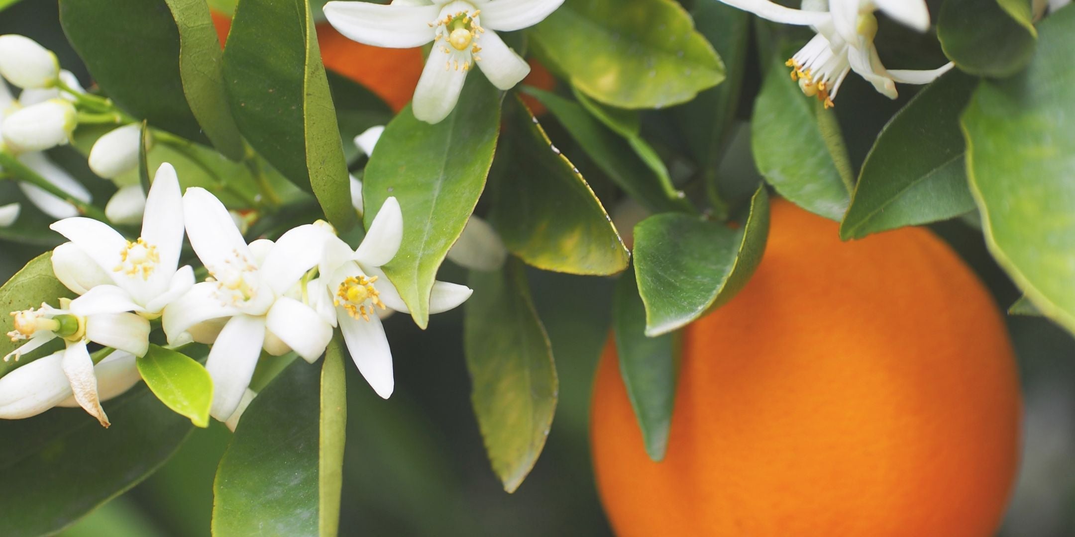 Florida - Orange Blossom