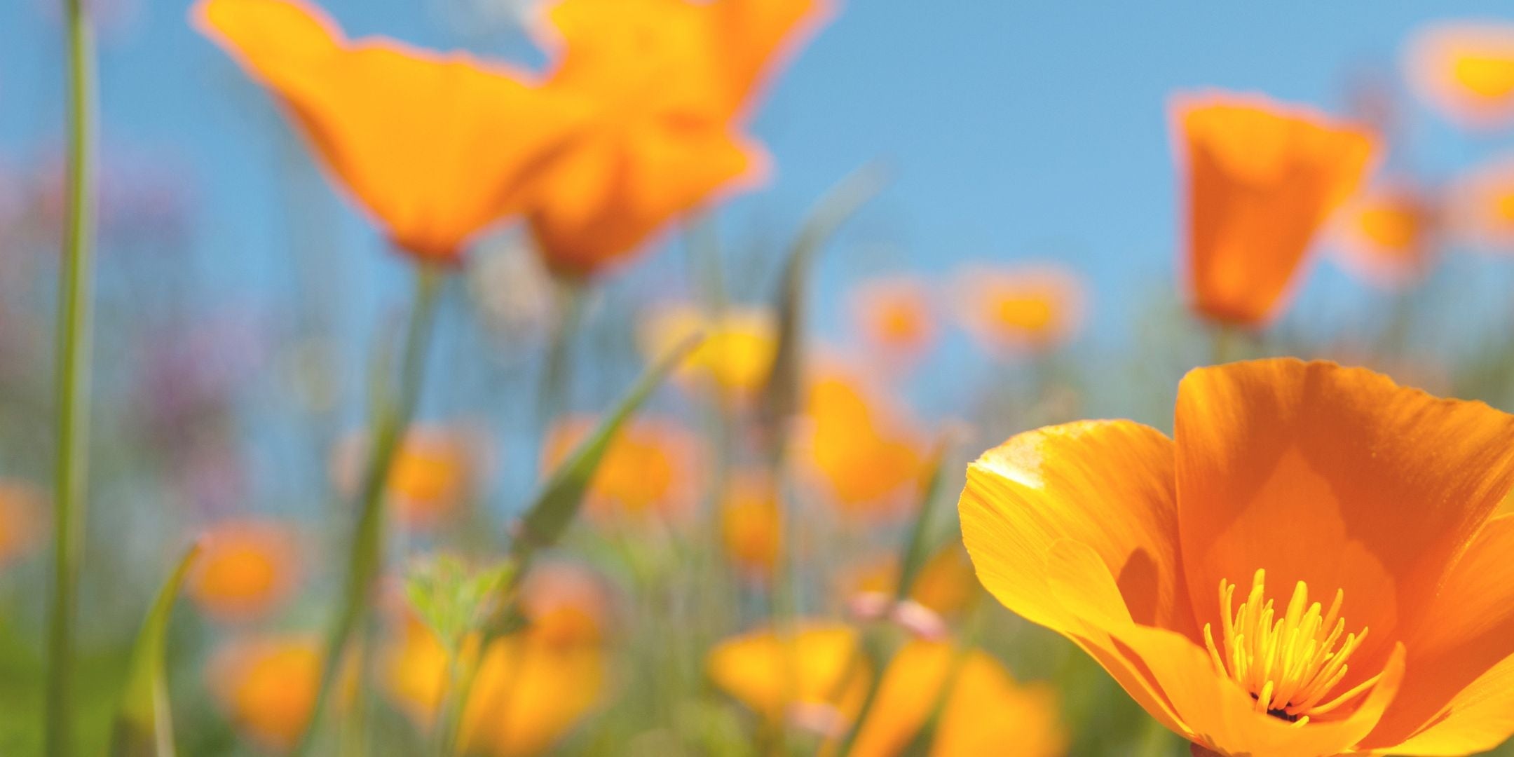 California - Golden Poppy