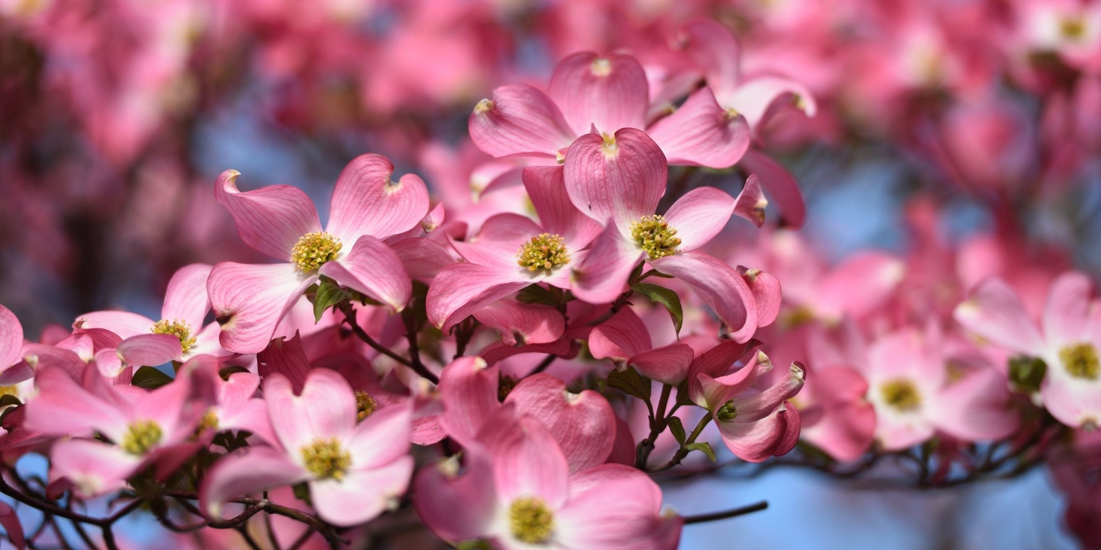 Virginia - Dogwood