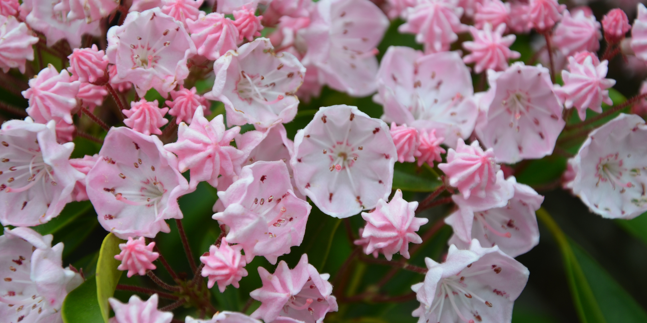 Connecticut - Mountain Laurel