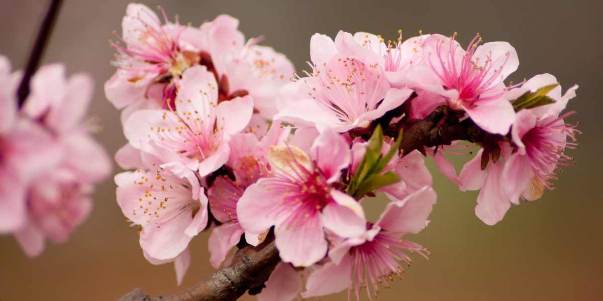 Delaware - Peach Blossom