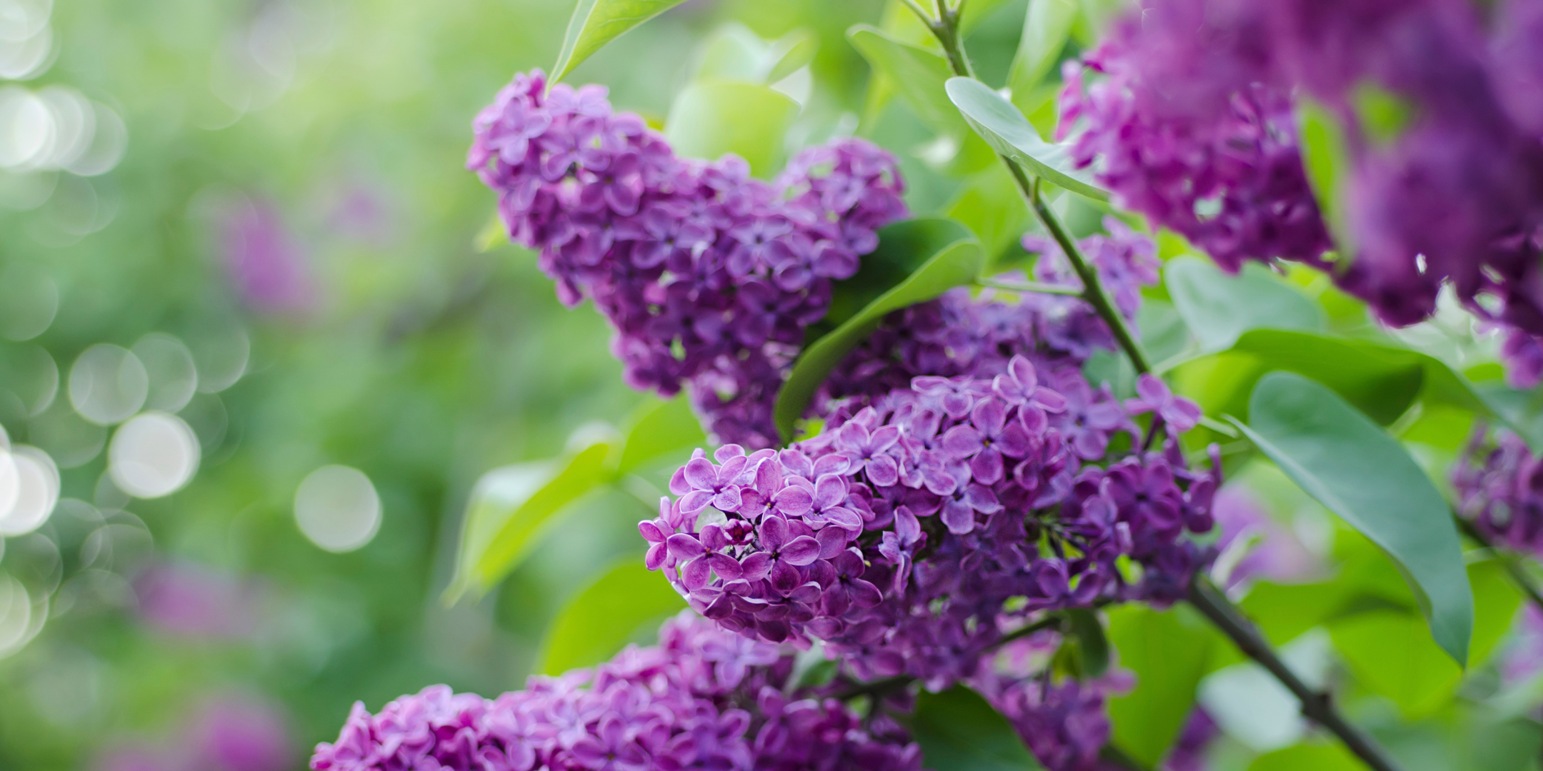 New Hampshire - Purple Lilac
