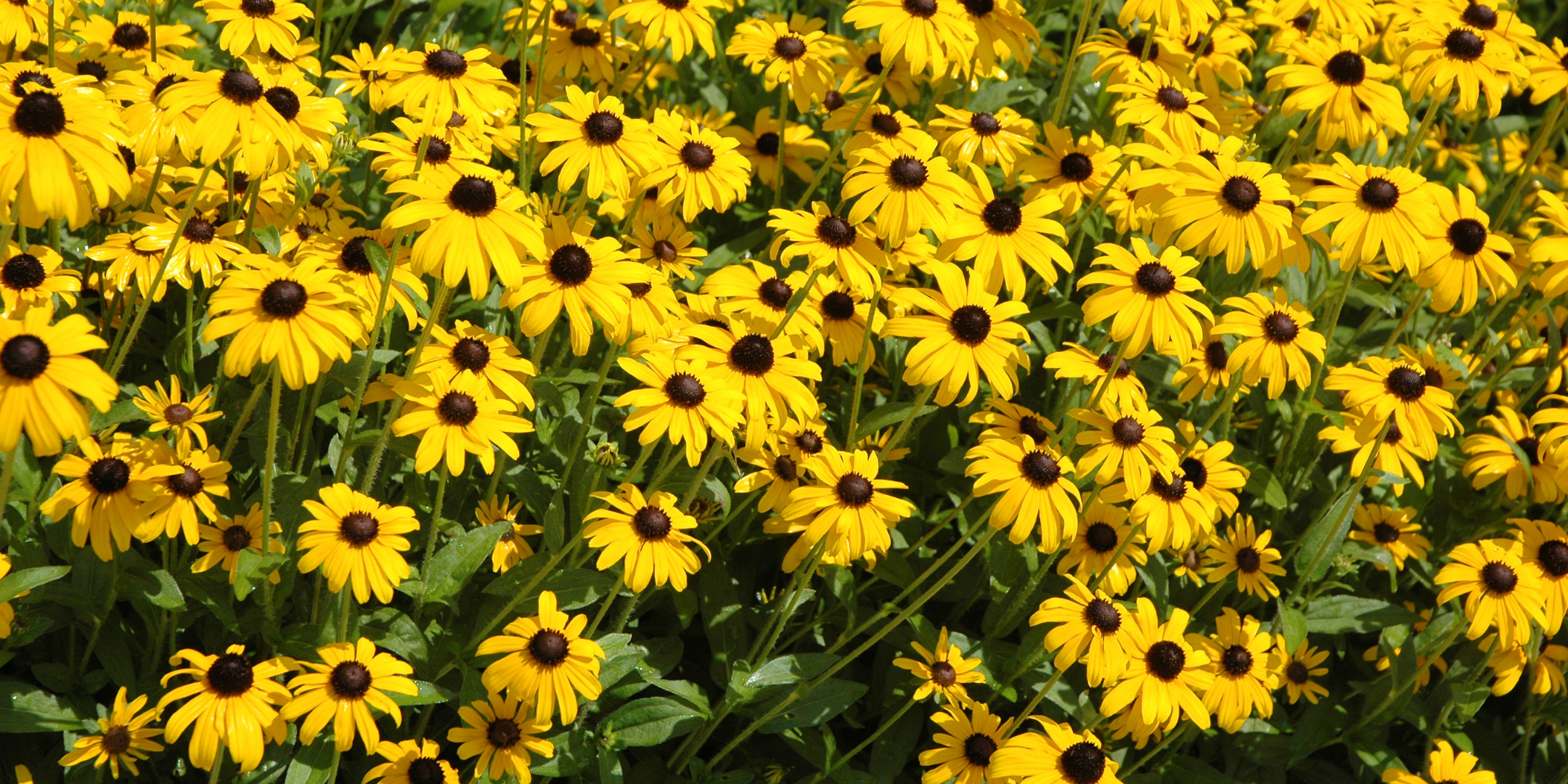 Maryland - Black-Eyed Susan