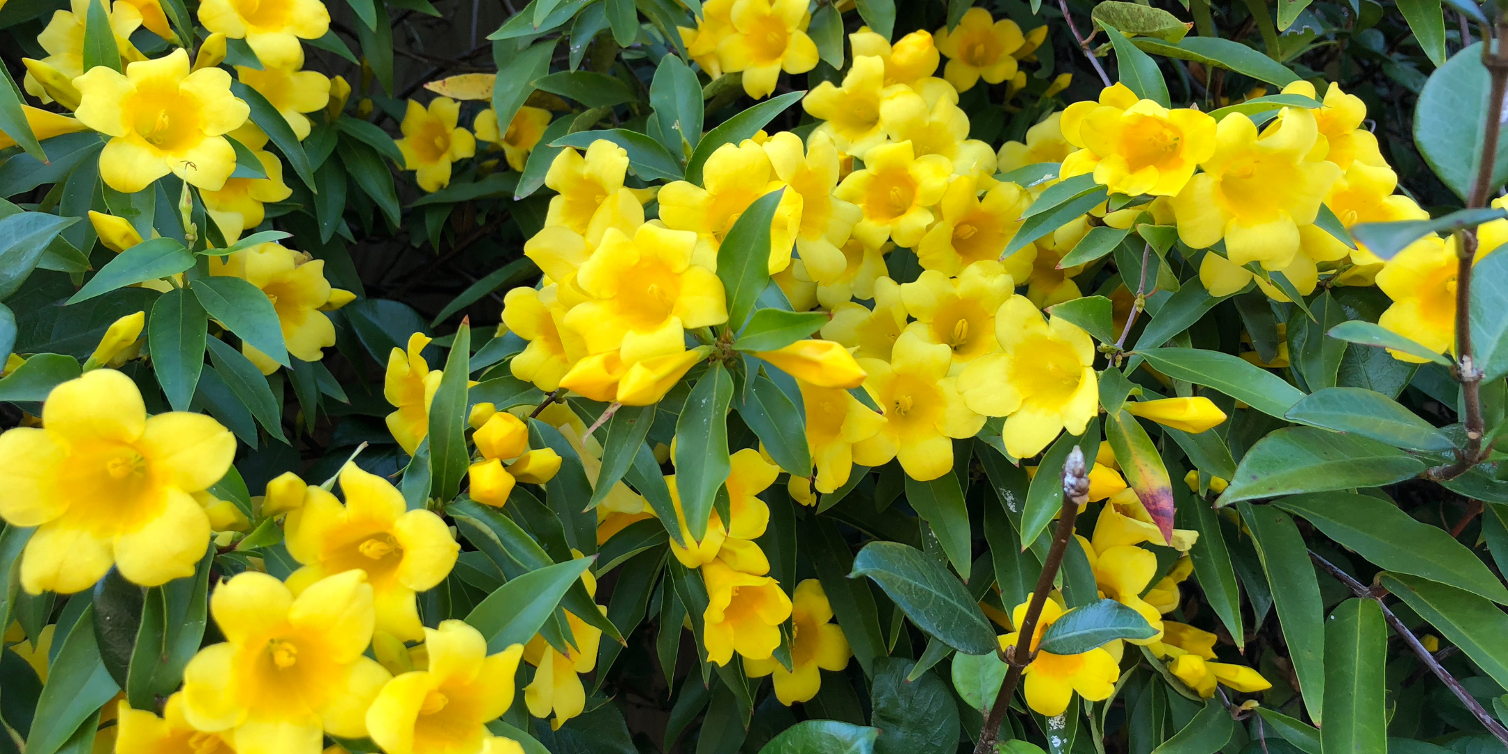 South Carolina - Yellow Jessamine