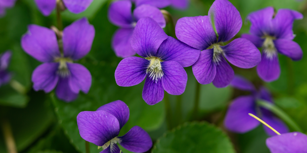 Rhode Island - Violet