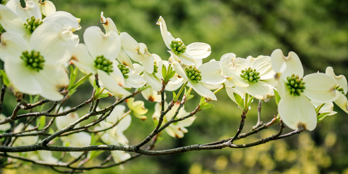 North Carolina - Dogwood