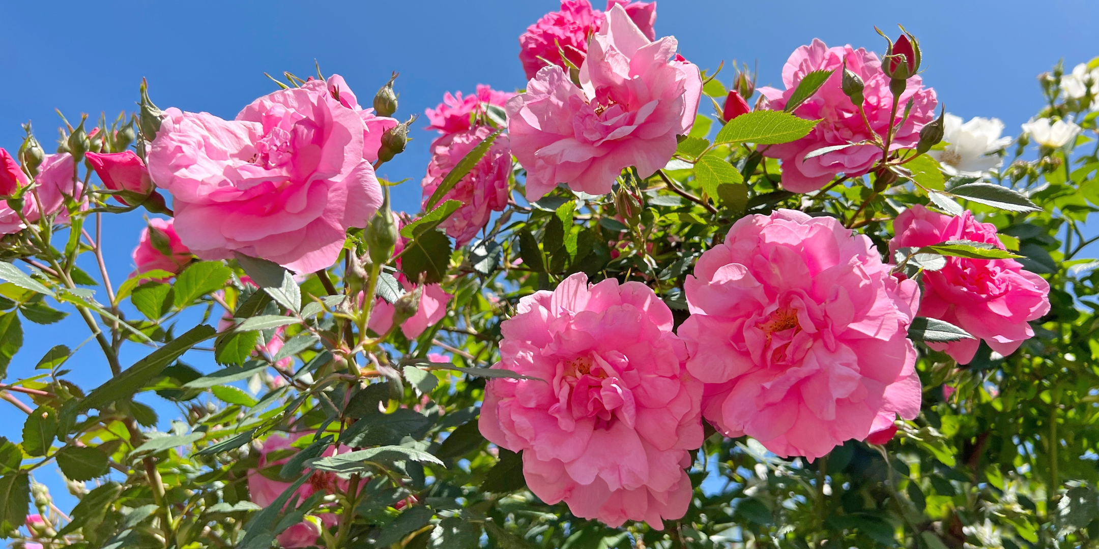 New York - Rose