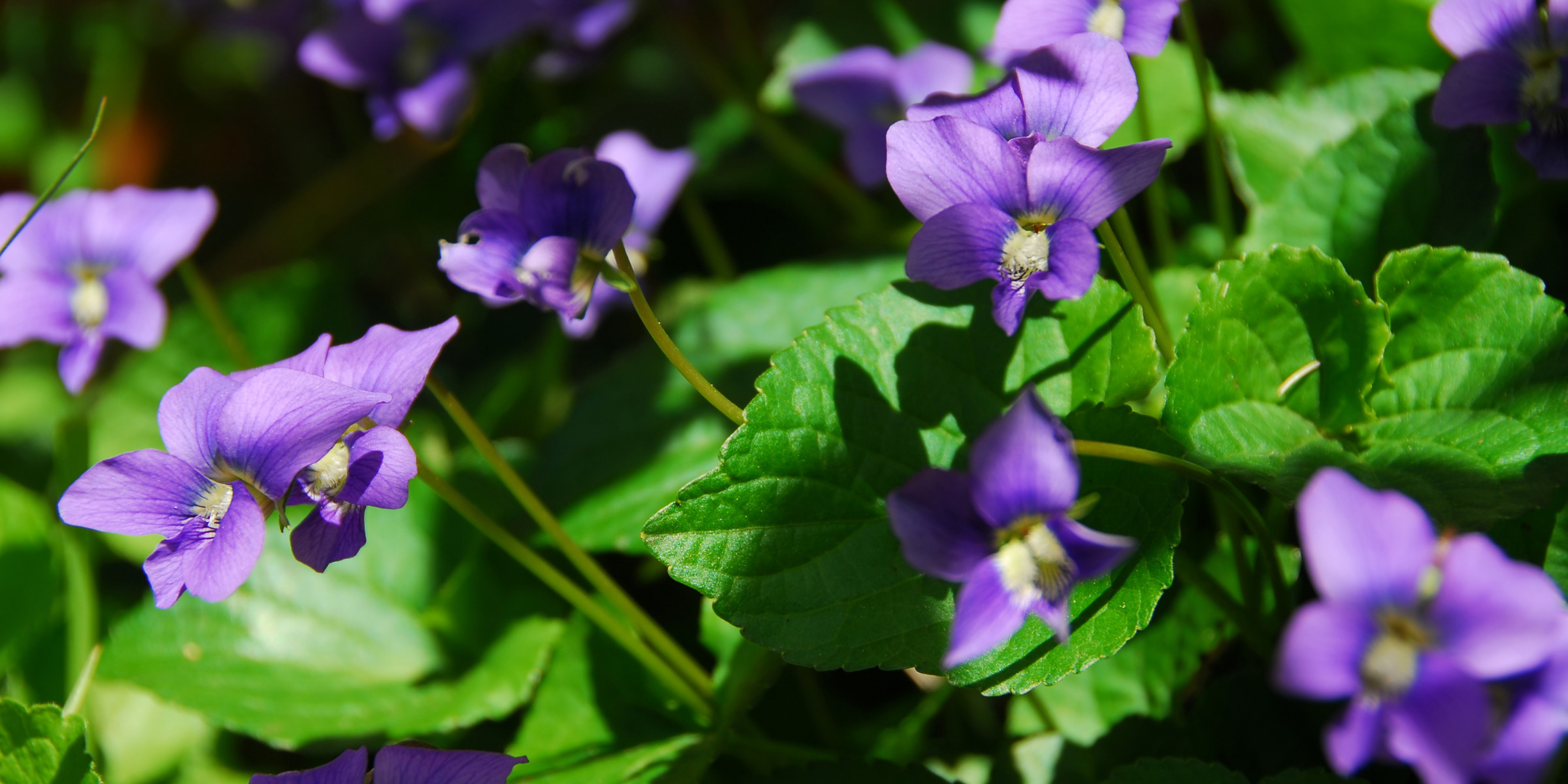 New Jersey - Violet