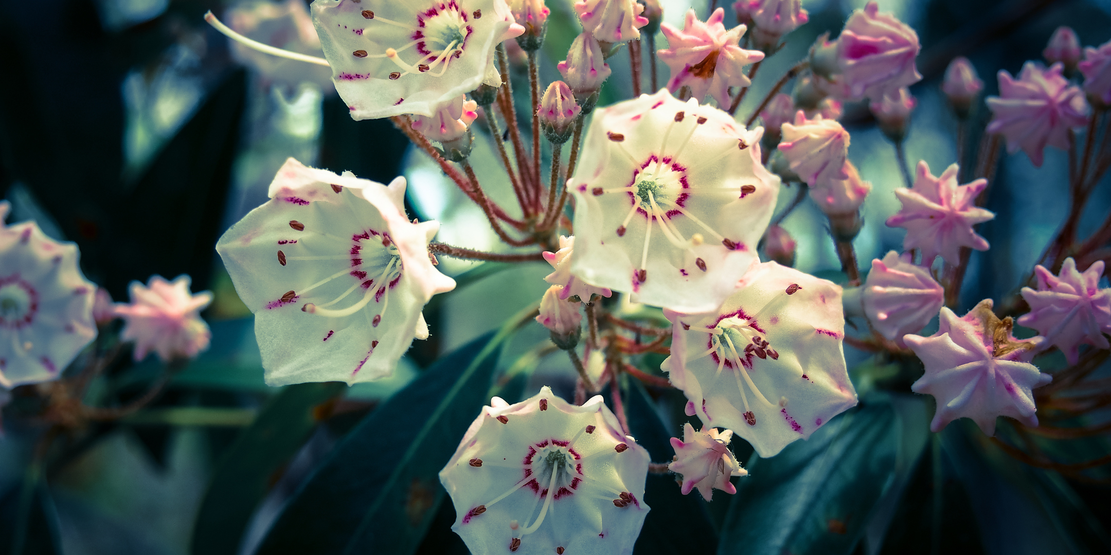 Pennsylvania - Mountain Laurel
