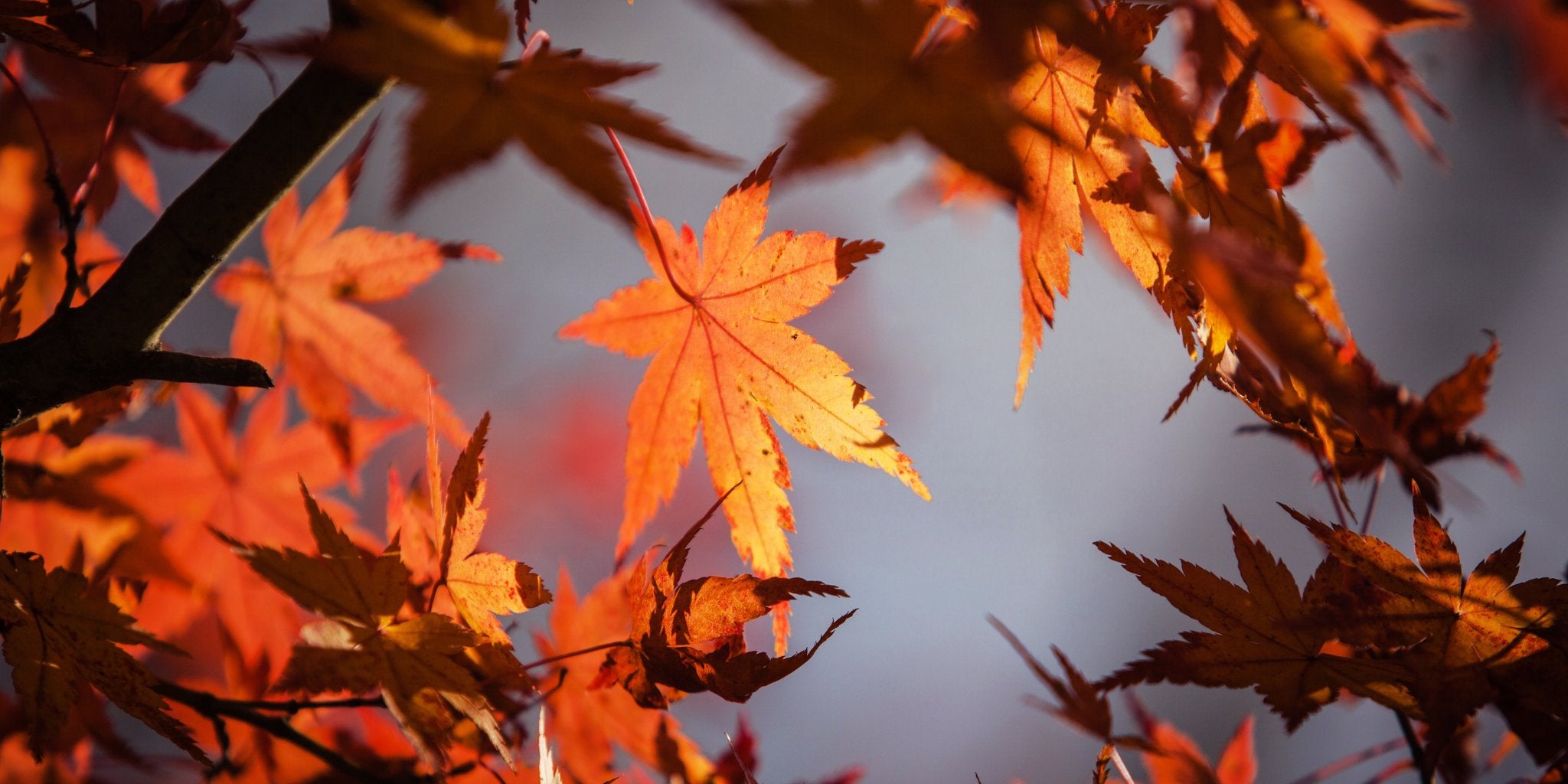 Maple leaf