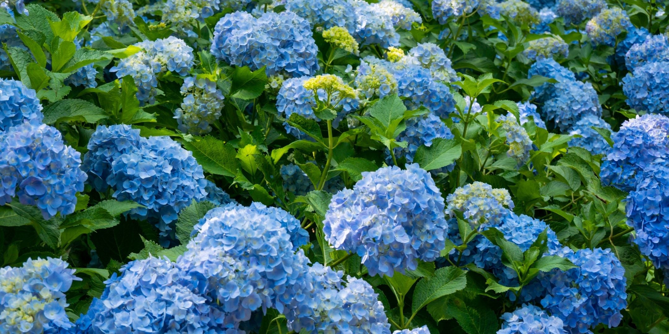 Hydrangea