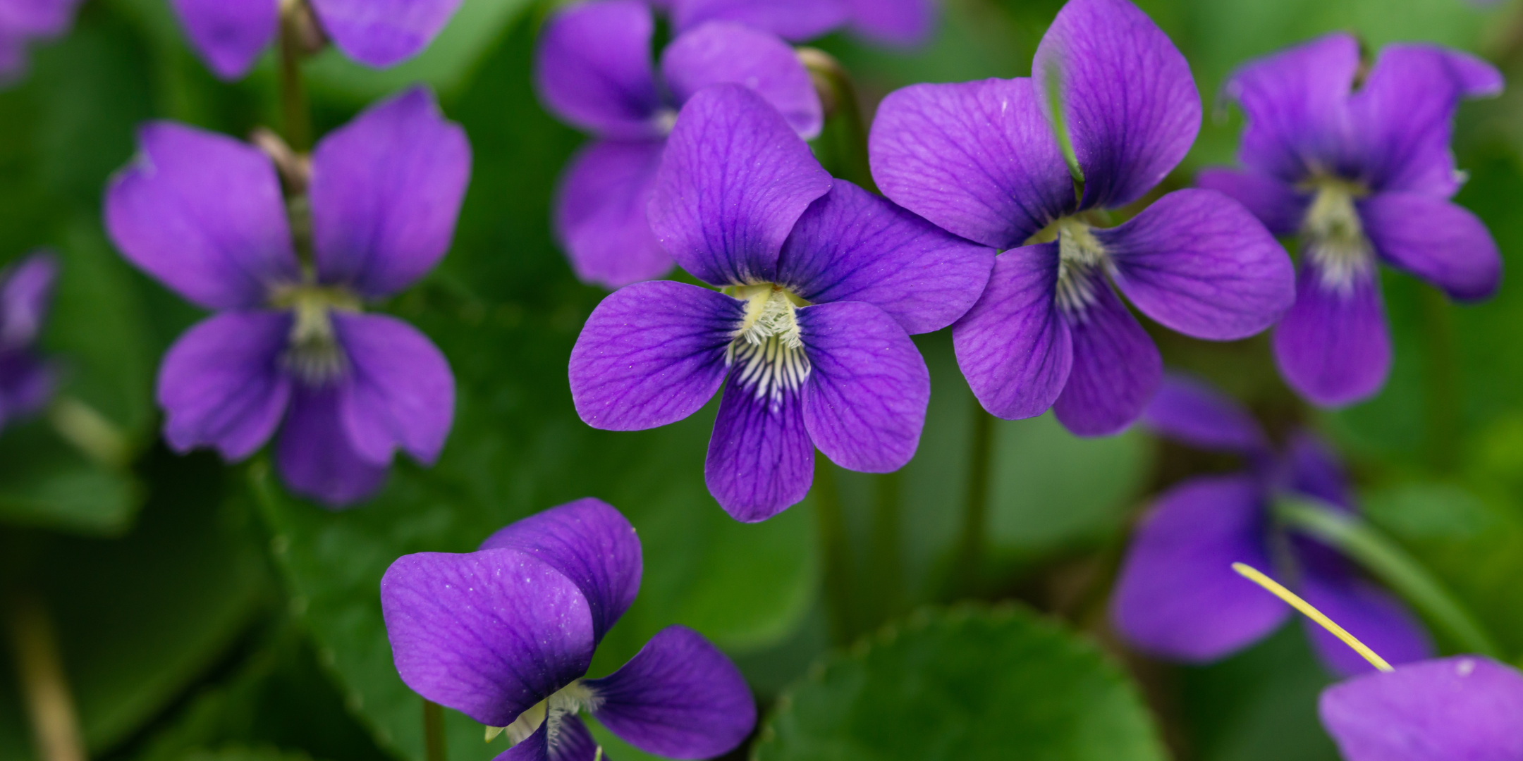 Rhode Island - Violet