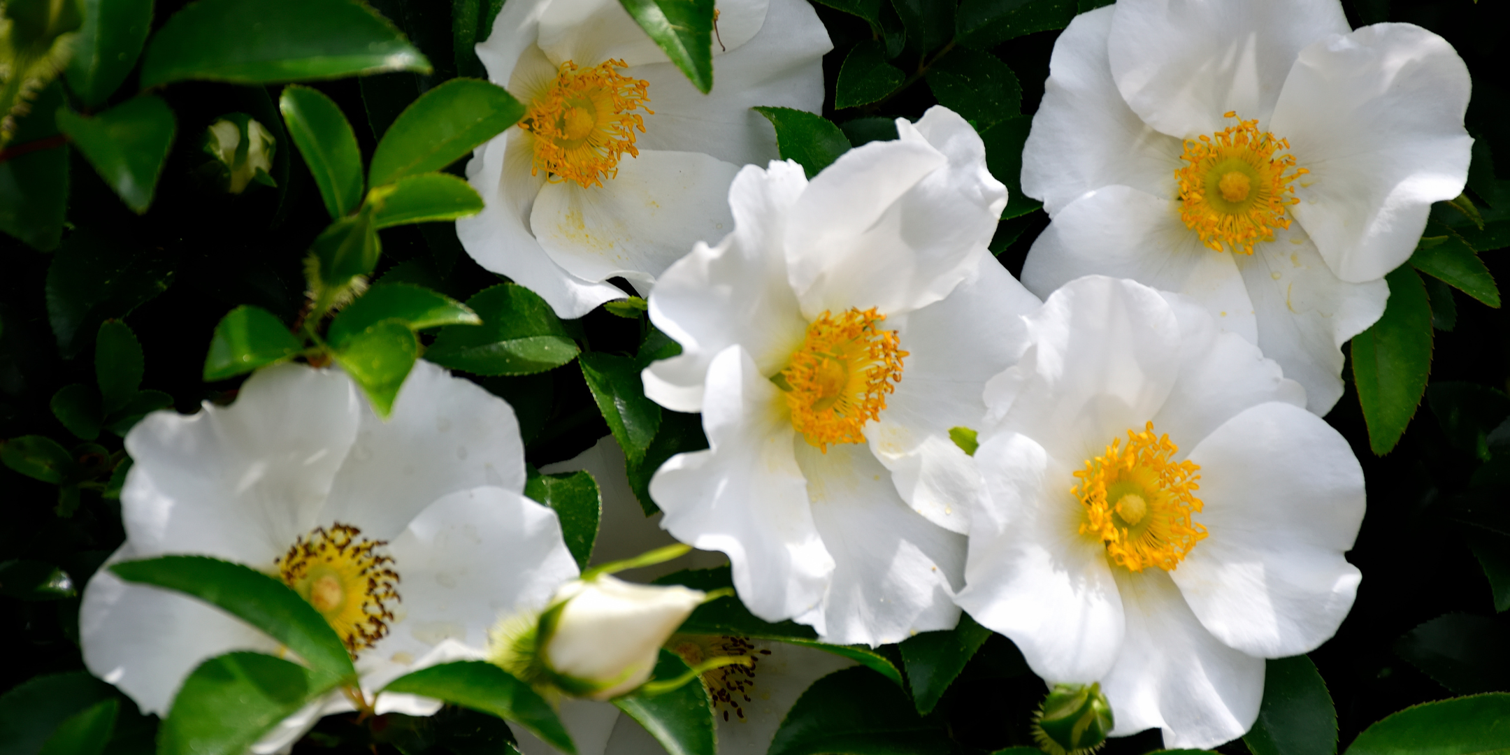 Georgia - Cherokee Rose