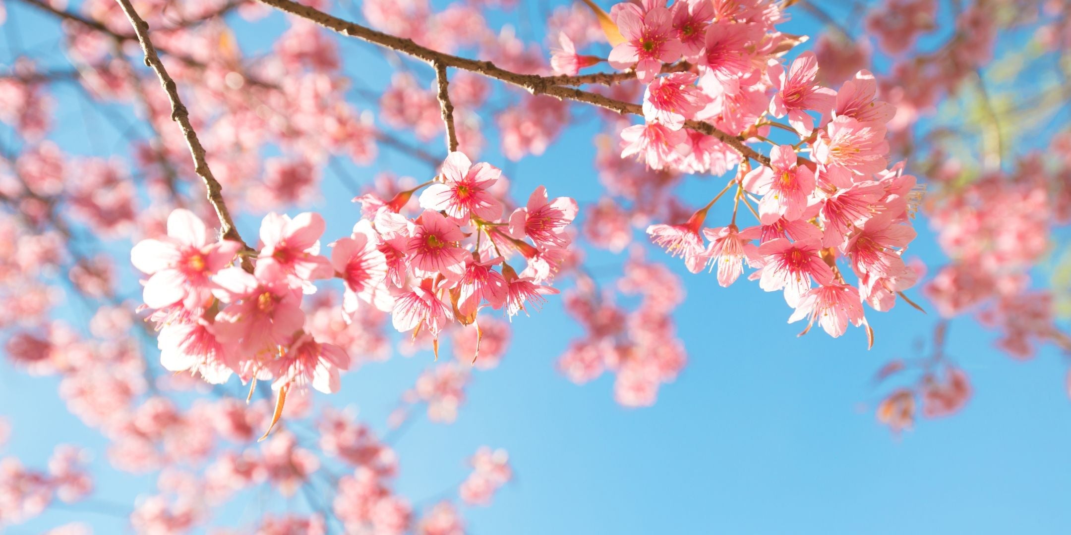 Cherry Blossom Necklace