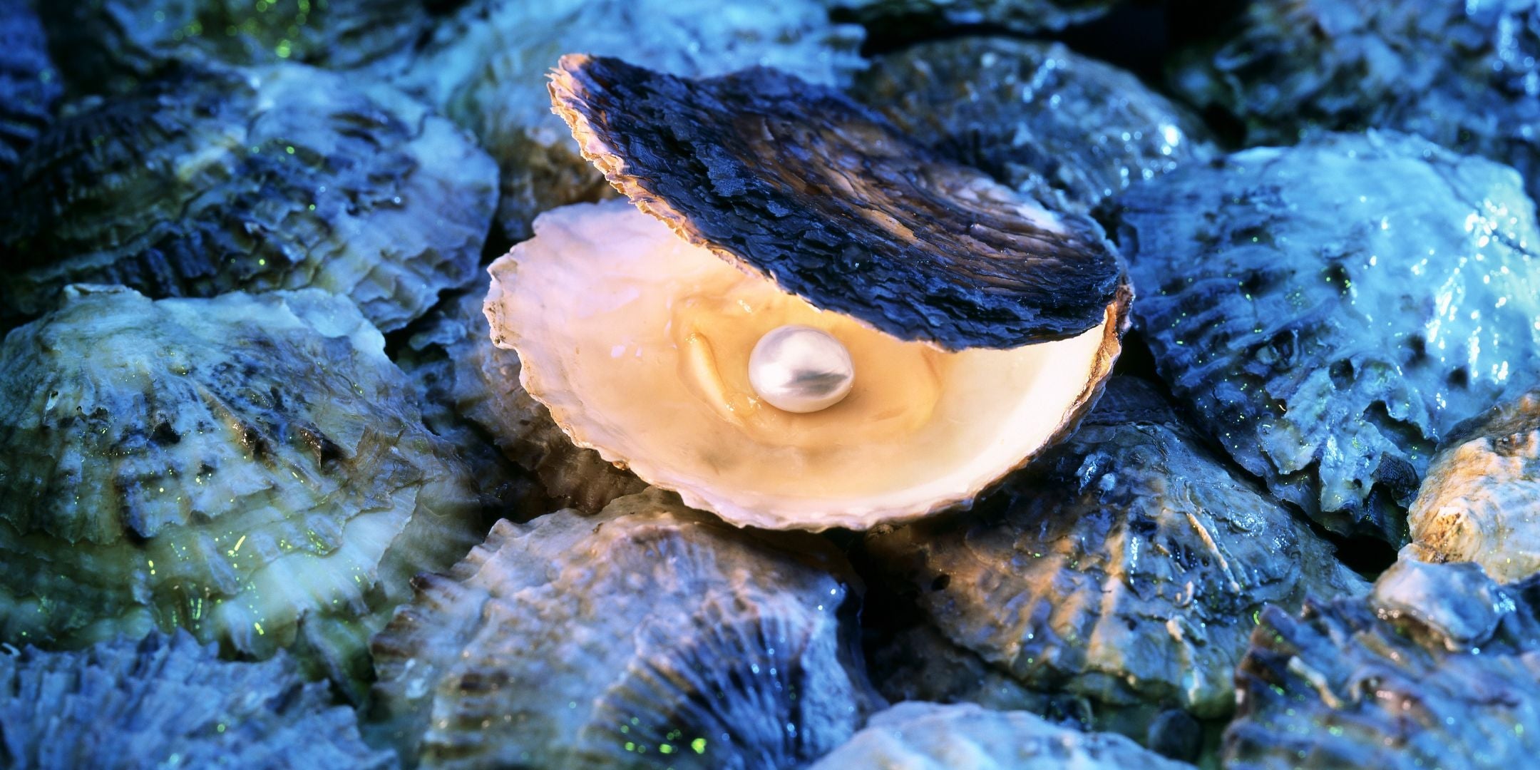 Oyster