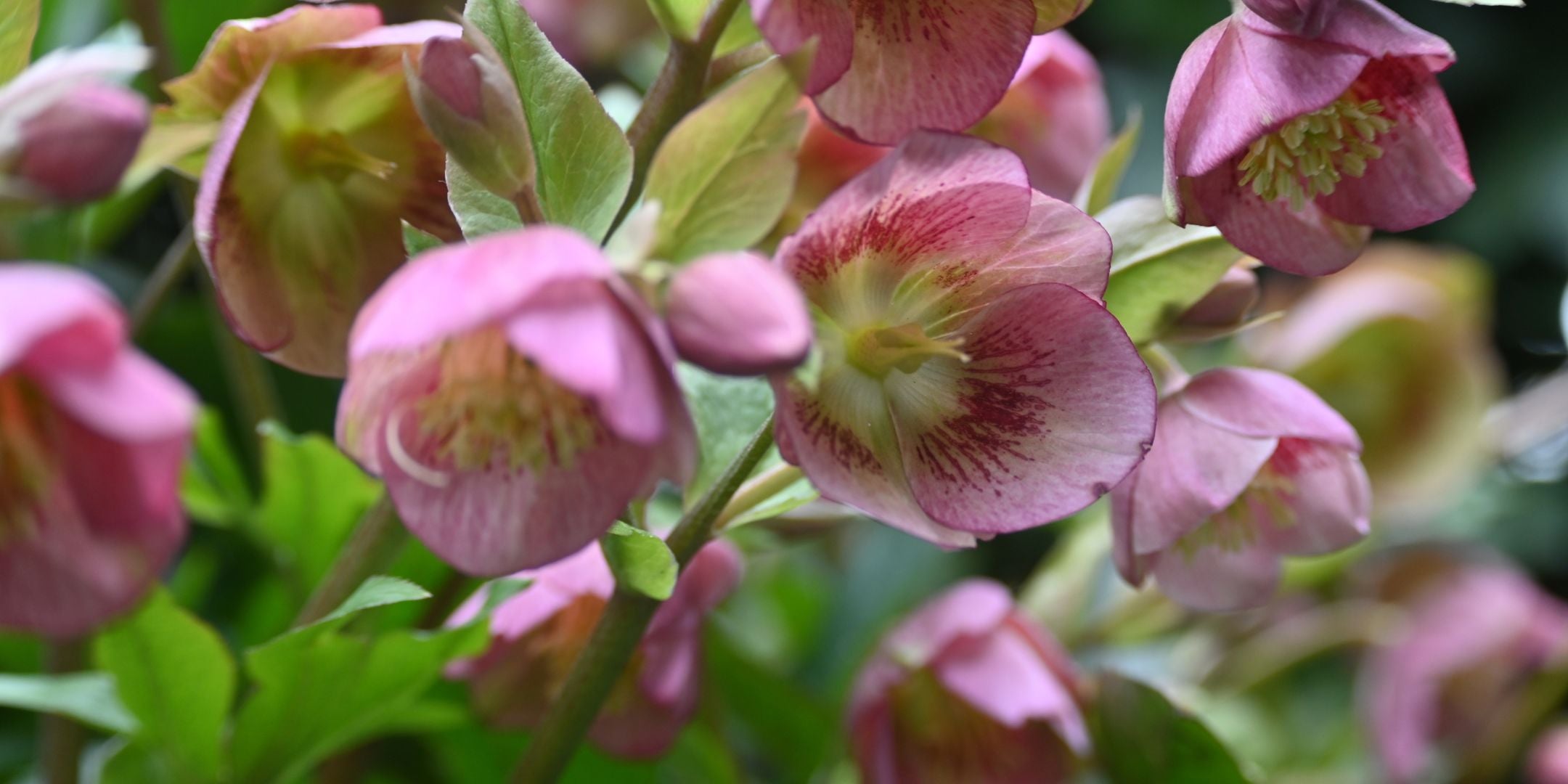 Hellebore